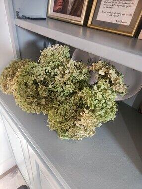 Over 6 Stems Of Real Fragile Dried Annabelle Hydrangeas